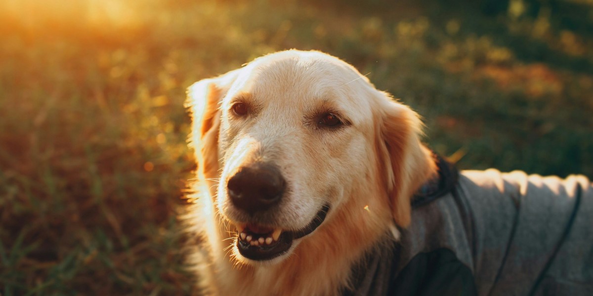 Maintaining a Healthy Weight for Your Senior Pet: Why It’s So Important