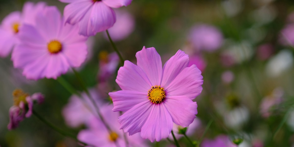 u4gm How to Build the Best Druid in PoE 2 Tips