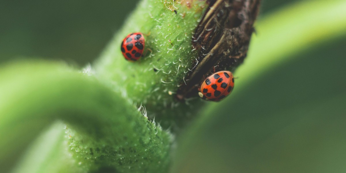 Beetles Control in Dubai – Professional, Safe & Guaranteed Solutions by bestpestcontroldubai