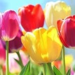 rishangib Profile Picture