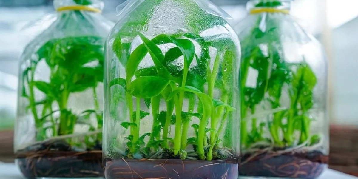 6 loại cây nên trồng bên mộ giúp tụ khí